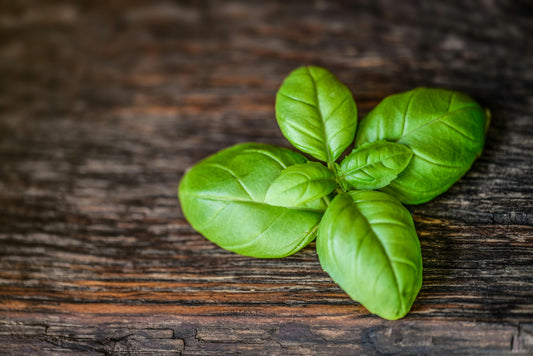 Albahaca Organica en especia